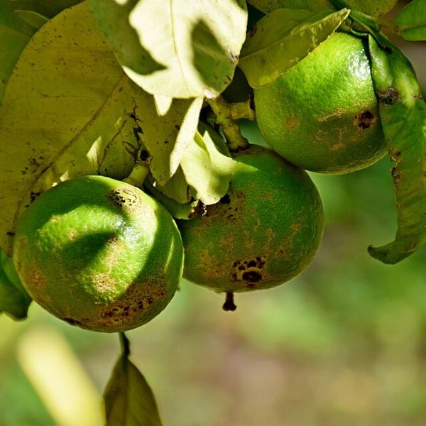 Bergamot Citrus