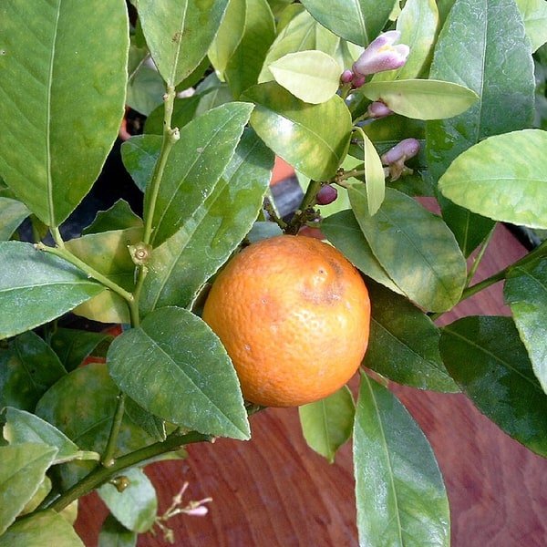 Rangpur Lime