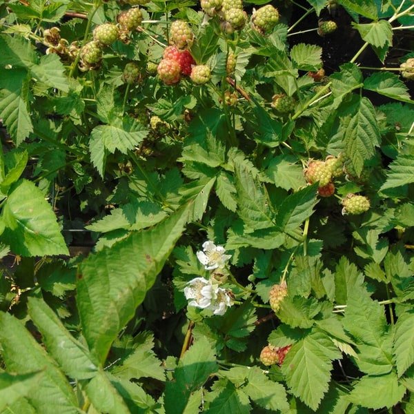 Loganberry Tub