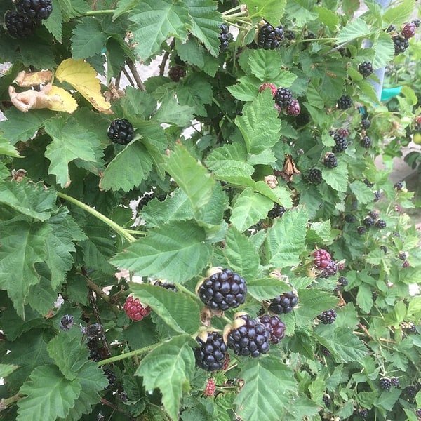 Boysenberry Lot