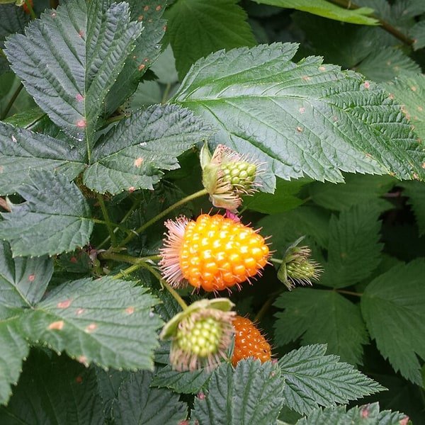 Salmonberry Cup