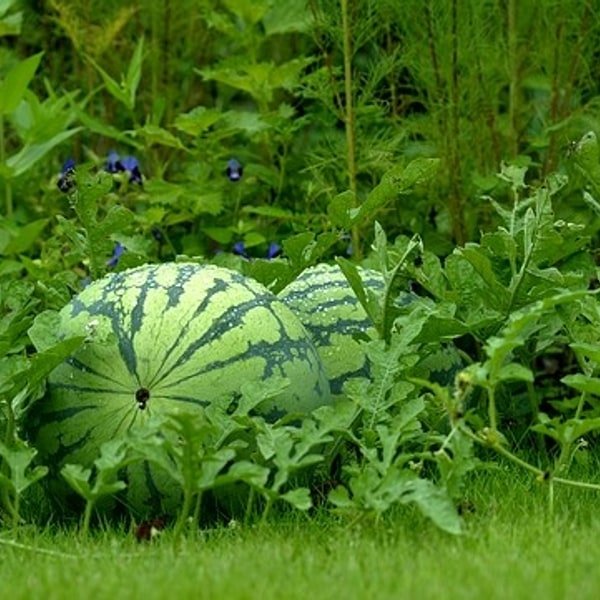Seedless Watermelon
