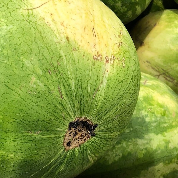 Sugar Baby Melon