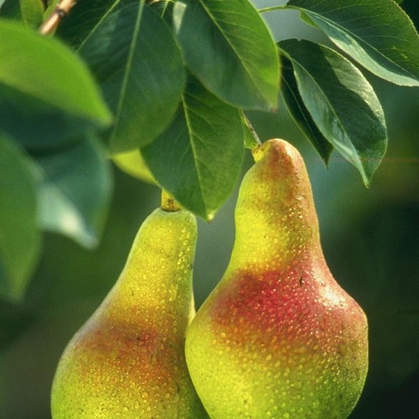 Packham Pear
