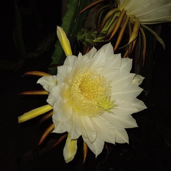 White Dragon Fruit