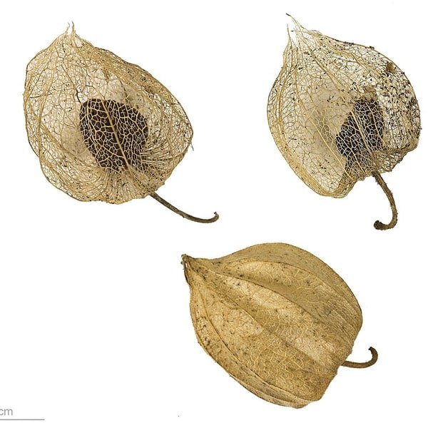 Physalis Golden Berry